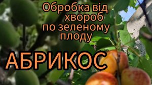 Обробка абрикоса по зеленому плоду
