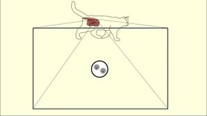 The cycle of toxoplasm. Цикл развития токсоплазмы.
