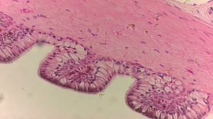 Однослойный эпителий Ciliated epithelium section