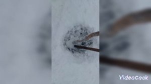 вечерняя проверка тычек разговор о ситуации с уловом и экологией