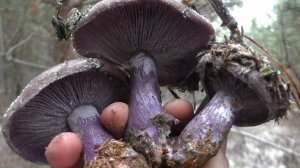 ОТПРАВИЛИСЬ В ДЕКАБРЕ В ЛЕС ПО ГРИБЫ! Думали нас засмеют НО ТУТ ТАКИЕ НАХОДКИ!