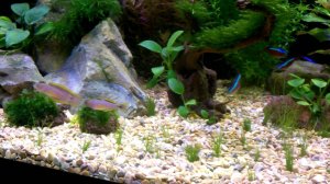 Ковровый элеотрис1