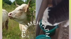 КАК ПРИУЧИТЬ ТЕЛЕНКА К КОМБМКОРМУ? КОГДА И В КАКОМ ВОЗРАСТЕ?