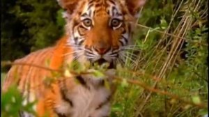 Baby Einstein Baby Noah Animal Expedition - Part 2