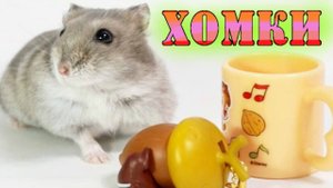 КАНАЛ ХОМКИ видео про хомячков ДЖУНГАРИКОВ - хома Сема))