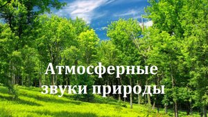 Звуки природы. Расслабляющие звуки пения птиц и насекомых. Эффект присутствия.