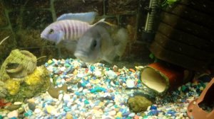 нерест малавийских цихлид