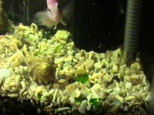 25 июня 2011 Чернополосая Цихлазома Альбинос с Мальками 2