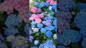 ГОРТЕНЗИЯ КРУПНОЛИСТНАЯ.