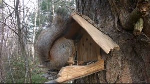 Белочка на кормушке. #белка #кормушка #Squirrel