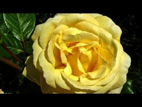 Самая хорошая русская музыка с тв онлайн смотреть онлайн