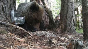 Мишка косолапый. #медведь #бурыймедведь #косолапый