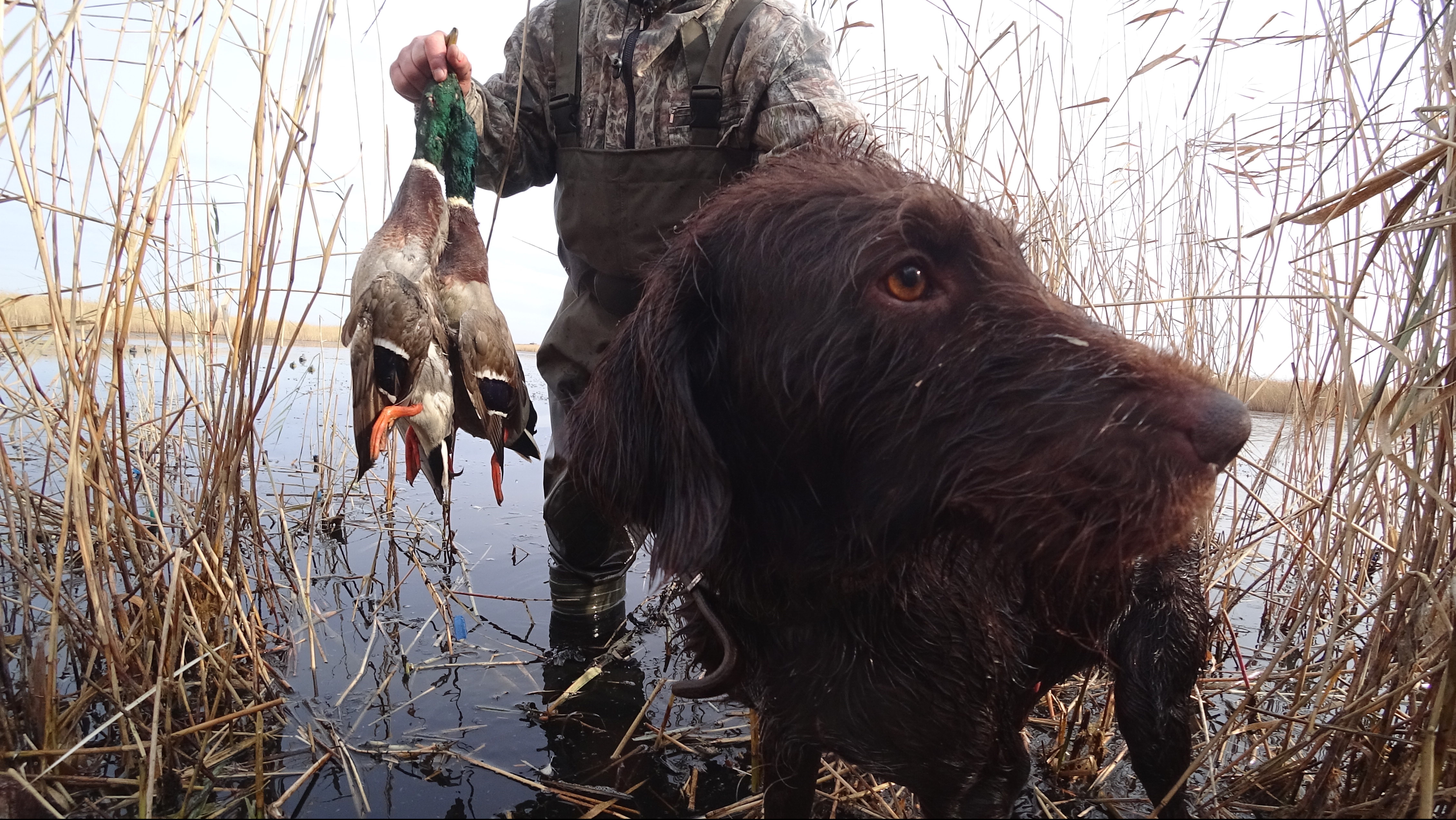 Охота на утку с чучелами в октябре после мороза смотреть онлайн