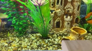 Чтение 4 кл: А.П.Чехов «Мальчики»/В сокращении/04.12.22 11:10