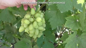 Выращиваем тройку Крайнова без подвязки гроздей!