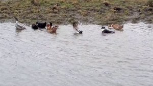 #Утки #Содержание уток на речке