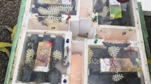 нуклеус пеноулик на 4 маткоместа. Сохраняем плодных маток для замены в основных семьях.