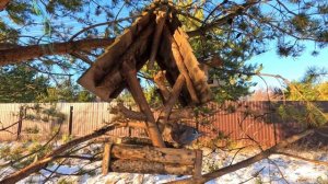 Вот какая паразитка, еду разбрасывает. #сойка