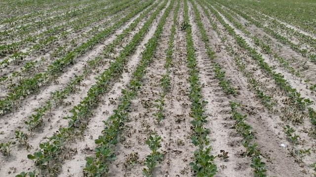 Results of Herbicide application смотреть онлайн