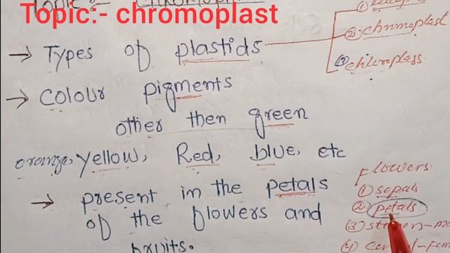 Chromoplast / Type's Of Plastids
