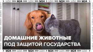 Закон о штрафах за неправильное содержание домашних животных приняли в России - Москва 24