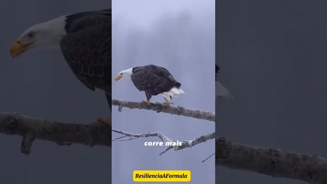 Águia Foco Planejamento e Estratégia смотреть онлайн