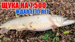 ПОБИЛ РЕКОРД! ЩУКА 7.5 КГ НА БИГБЕЙТ Pig Shad