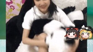 【ゆっくりGIF集】ハプニングは嫌いですか?