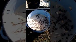 Белковая подкормка для пчел.