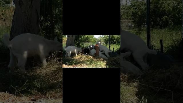 КОЗЛЯТА релакс) #goat #farming #animals #pets #cute #farmlife #рецепт #babygoats #sheep