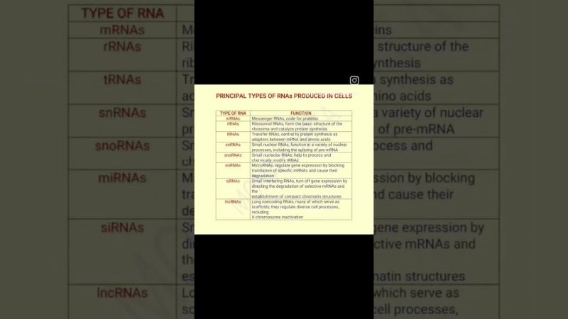 PRINCIPAL TYPES OF RNAs PRODUCED IN CELLS....