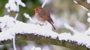 Самые красивые деревни Великобритании в снегу. Зима в сельской местности Великобритании