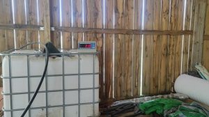 Взвешивание катумских ягнят