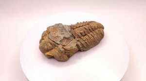 Трилобит. Марокко