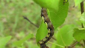 ГУСЕНИЦЫ: Erannis defoliaria (Пяденица-Обдирало)