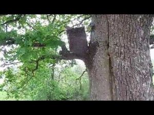 Посадка роя в нужное место