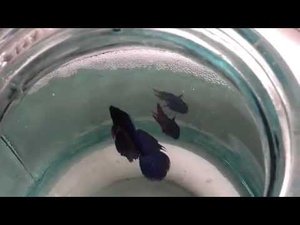 'Петушки'нерест аквариумные рыбки