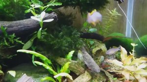 Элеотрис ковровый (Tateurndina ocellicauda)