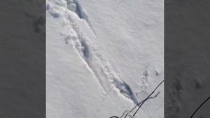 Угадайте, чей след?