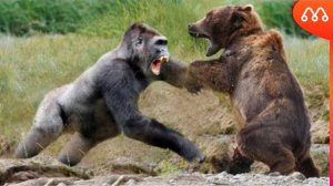 GORILA vs URSO PARDO QUEM VENCE? Gorilla vs Bear Fight