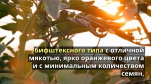 Сорта помидоров Голубая сойка, Копия, Оранжевый с фиолетовыми пятнами