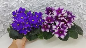 Фиалки РС-Чудо и НД-Сливовица