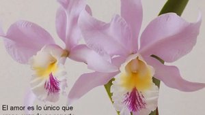 Richard Clayderman - Theme from love story (Historia de amor)
