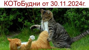 КОТоДраки или КОТоБудни в последний день осени 2024 г.