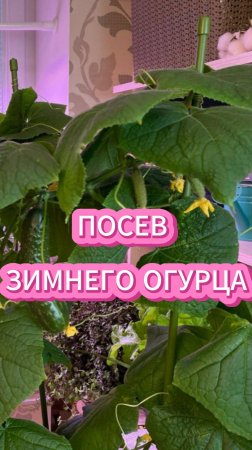 Как выбрать огурцы для зимнего посева