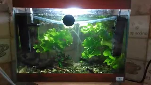 Рослини через два тижні в акваріумі. смотреть онлайн