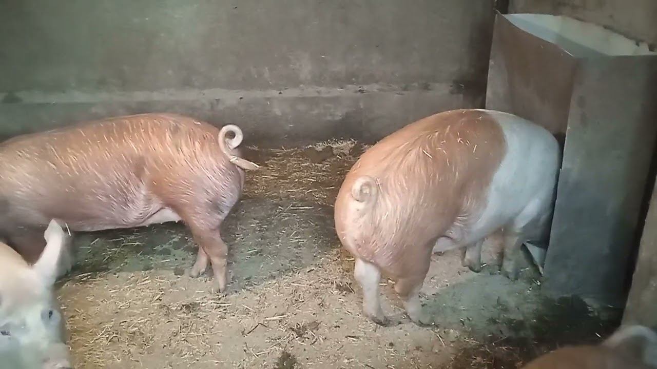 Откорм свиней на Дробленке