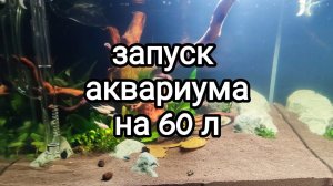 Запуск аквариума на 60 литров