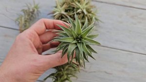 Тилландсия ionantha Van-Hyningii