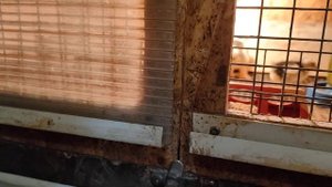 чем кормить перепелят и цыплят,Мастер Грей, Гриз Сендри, R3A #инкубация#перепела #цыплята #брама